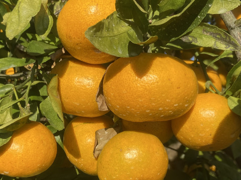 清水果樹園の蔵熟みかん9.5k
熟成されたみかん味わってください