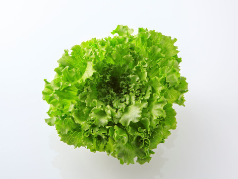 シャキッと濃い味！ごちそうレタス(フリルレタス食べ比べ)セット【1袋100～130g×8袋】