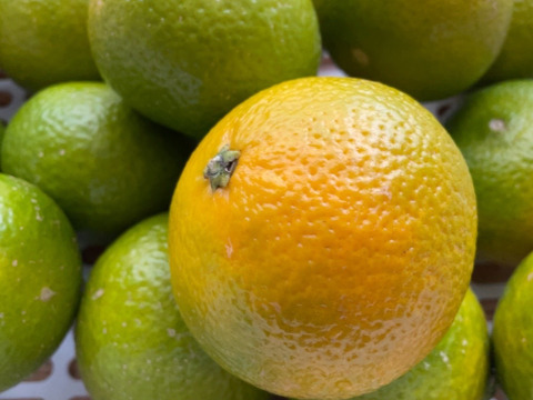 完熟スイートスプリング大小混合約8K
外観からは想像もできない手もベタつく甘さです♪ 昨年多くのお客様に買っていただきました。