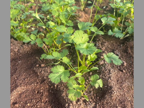 選ばれし若穫りパクチー！！　500g