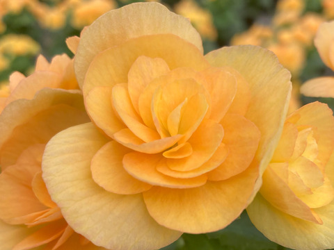 【贈答用】明るいサフランイエローにくつろぎを感じます。エラチオールベゴニア【イエローストーン】4.5寸