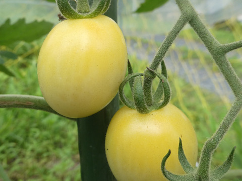 彩り豊かなこく旨カラフルミニトマト　１ｋｇ（５～７品種入）