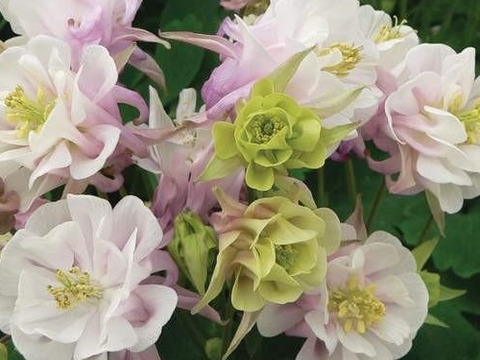 2個セット アクイレギア ウインキーダブル  ローズホワイト オダマキ 宿根草 多年草