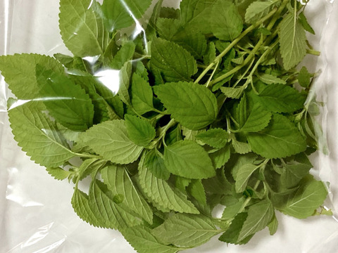 【タイバジル、レモングラスと同梱可能】ホーリーバジル（ガパオ） 100g