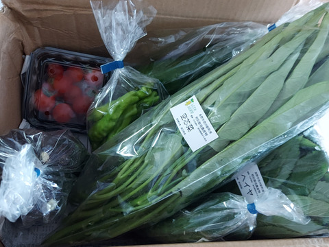 【少量サイズ♪】信州夏野菜セット10品目 お試しにも！