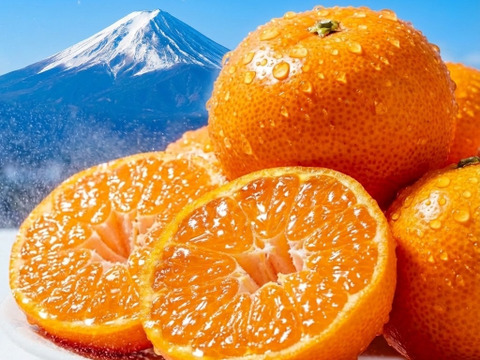 訳ありみかん 【品種: 寿太郎 約9キロ箱込】みかん 寿太郎みかん わけあり 西浦みかん 静岡産 【3月上旬までの季節限定品！】