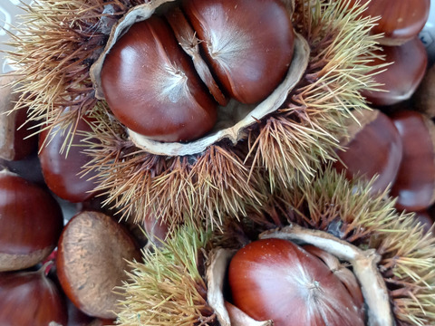 わりと大きな自然栽培の栗1.5キロ６０サイズクール便⭐オマケ付き⭐️⭐️⭐️⭐️⭐️