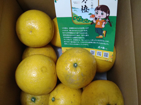 【陽だまり晩柑】7ｋｇ果汁あふれる和製グレープフルーツ河内晩柑（わけあり）