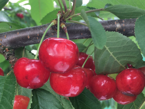 【クール便】✨山形県産・贈答用【紅秀峰】1kg✨朝採れ直送／大粒・高糖度の極上さくらんぼ