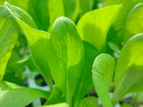 クセになるほろ苦さ！ラディッキオ（トレビス）2個