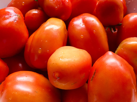 【有機JAS認証・固定種】トマト サンマルツァーノ 1kg 南アルプスの有機野菜 加熱向き