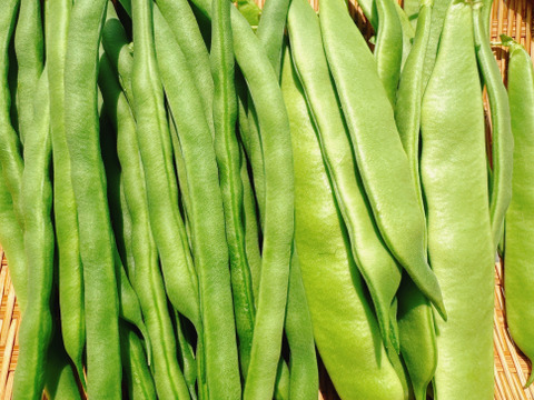 採れたてのインゲンを味わってほしい‼️
いんげん豆とモロッコいんげん豆のセット‼️
1kg以上入‼️