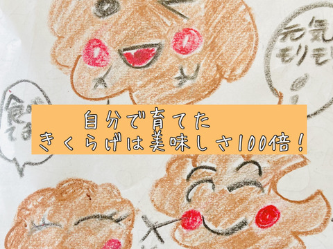 【大人の自由研究】【6月5日までの限定販売】『高知県産きくらげ栽培用の菌床ブロック×2個』簡単な育て方リーフレット付 ※商品到着後1週間以内に切込みを入れ栽培できる方