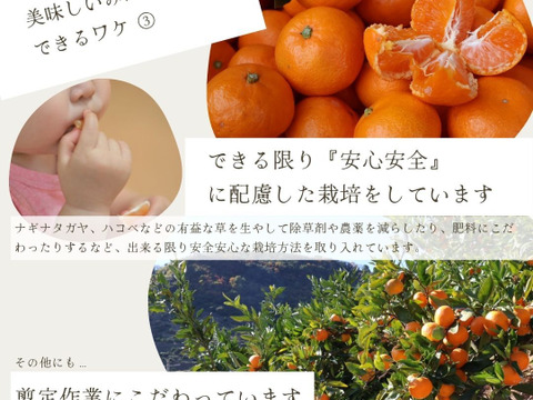 【冬ギフト】農家直送！有田みかん7.5kg≪2Sサイズ（小玉）秀品≫【平武農園】～蛍飛ぶ町から旬の便り～　和歌山｜有田｜田口｜ギフト｜こだわり　産地直送　お取り寄せ