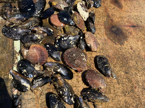漁師が密かに食べている二枚貝のセット（アカザラ貝1kg,ムール貝1kg）
