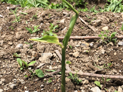 【26年度・家庭菜園向け！】高知県産・自然栽培　種生姜　500g