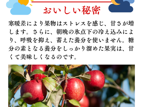 りんご サンふじ 5kg 16個〜20個入り リンゴ  秋田 雪 甘い  りんご   フルーツ お取り寄せ お取り寄せグルメ アップル  おやつ デザート 母の日 甘いりんご