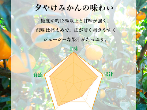 【食べチョクで１番売れてるみかんです！】夕やけみかん（3㎏）×２箱　小玉（圧倒的人気のみかんです！）