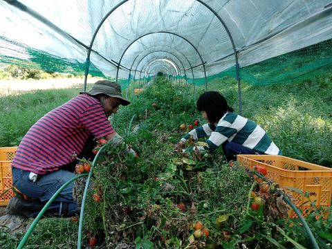 八ヶ岳高原から直送!旬の野菜セット8品目以上　100サイズ　トマトピューレ１瓶