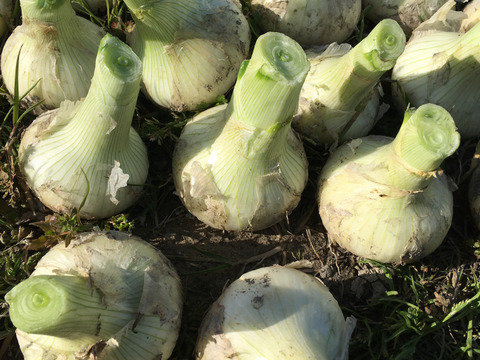 糖度抜群の甘〜い　白タマネギ