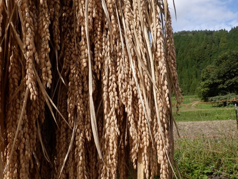 江戸時代の肥後米! 穂増(玄米)　5ｋｇ　天日干し・自然栽培　　令和5年度産　新米