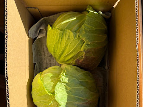【期間限定】【旬】甘さが凝縮！巻きがしっかり！寒締めキャベツ4玉（１玉約1500ｇ）　※段ボール発送 ✨信州の環境にやさしい農産物認証