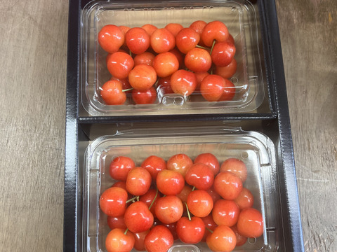 【常温便 ギフト 翌日着推奨】即日発送 採れたて さくらんぼ ギフト佐藤錦  紅秀峰 秋田県産 サクランボ  450g〜500g 家庭  三関 パック お得 2パック入り味はそのまま さくらんぼ