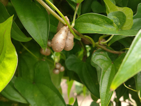 噛むほど旨い！むかご 500g