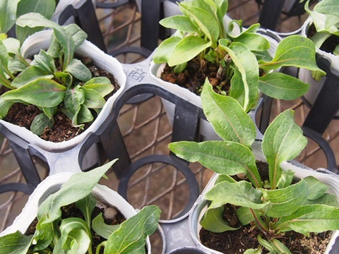 2個セット エキナセア プレーリーブレイズ グリーン イングリッシュガーデン 宿根草 多年草