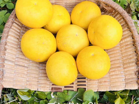 [自然栽培]淡路島産ブンタン(3kg)栽培期間中農薬不使用、肥料不使用