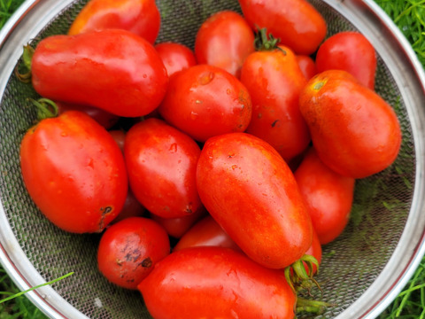 【限定品】自然栽培の加工用トマト・ローマ(1kg以上)
