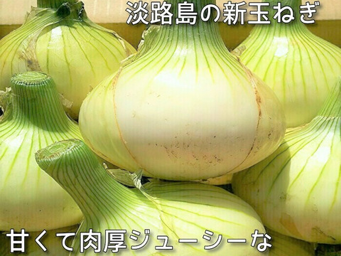 肉厚ジューシー♪大きな淡路島新玉ねぎ（３Lサイズ）　５ｋｇ
