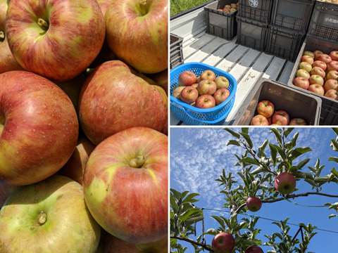 シャキッとジューシーな夏りんご！葉とらず栽培の『サンつがる』３キロ自家用