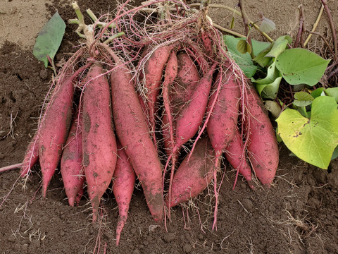 焼芋サイズ2.5kg/箱詰/土付　熟成べにはるか