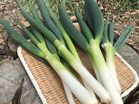 【自然栽培】自家採種一本ネギ1kg