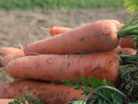 香りが濃い～🥕皮ごと食べたい
大きめ有機人参 宮崎県綾町産(ご家庭用10kg)
