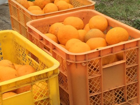 自然栽培 甘夏〈サイズはS、味はセレブ　値段は下町〉10kg  ホームメイド酵素ジュースにご利用ください。