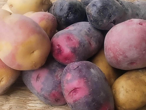 農園おまかせ新じゃがセット 計1.5㎏（3-4品種 計10-18個程)