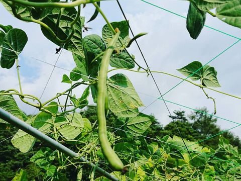【大好評！本当に美味しい】自然栽培ケンタッキーいんげん（1kg）