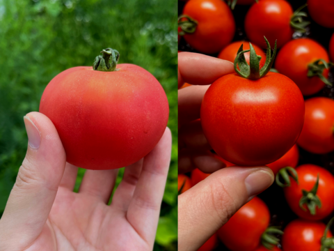 【2種食べ比べ】北海道壮瞥町産 中玉トマト ラビットゴッホ＆スイート 約4.7kg