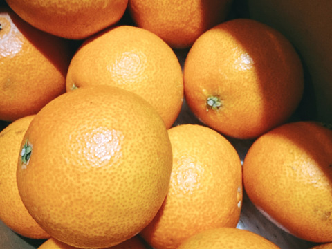 ☆農園1番人気☆ まどんな　家庭用2.5キロ