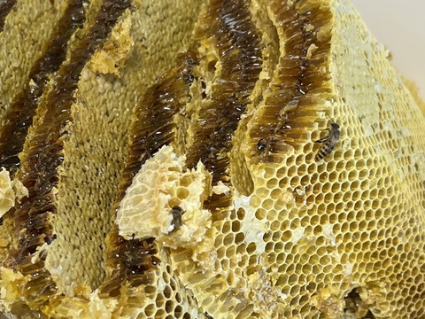 楽天市場】国産 百花蜜 日本みつばちのはちみつ 150g 非加熱