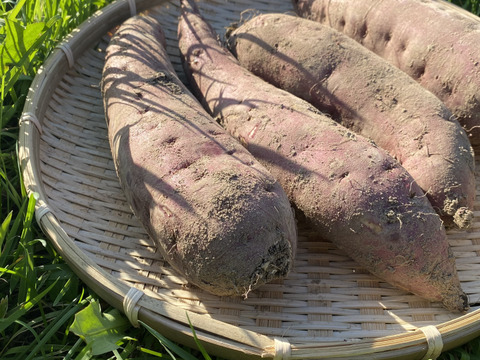 有機JAS認証 B品 訳あり さつまいも 追熟完了 紅はるか 青森県 2.5キロ