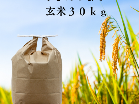 あきたこまち 【玄米】新米 R7年度産  30kg 秋田県産 あきたこまち