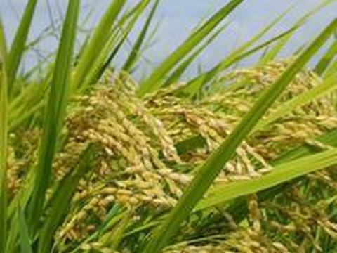 期間限定30％オフ【令和4年産】熊本県産ぴかぴかもちもち玄米5kg　★化学肥料及び農薬：栽培期間中不使用