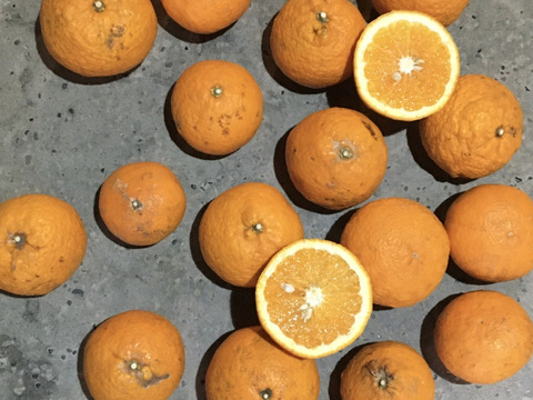 果汁たっぷり！ご家庭用【自然栽培の清見オレンジ】　3kg（箱込）和歌山県産
