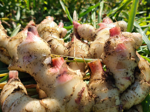 期間限定品　訳あり！土付き新生姜5キロ