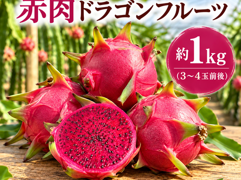 少人数・お試しに｜千葉県長生村産 赤肉ドラゴンフルーツ（レッド