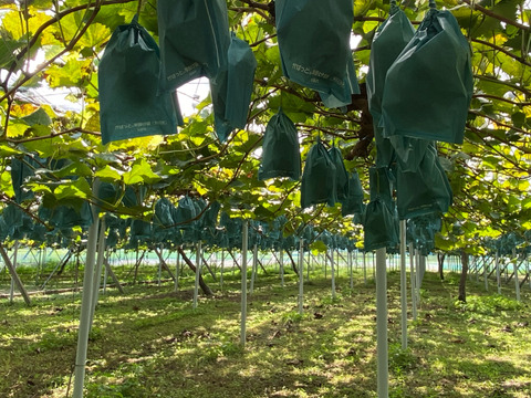 【完熟ゴールデンシャインマスカット】2房箱