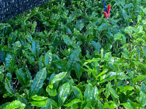 【2026年新茶飲み比べ】深蒸しかぶせ茶80g・特上煎茶100g・特上玄米茶150g　農薬・化学肥料・除草剤・畜産堆肥不使用　宇治茶100%　2026年産